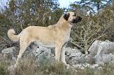 KANGAL 032